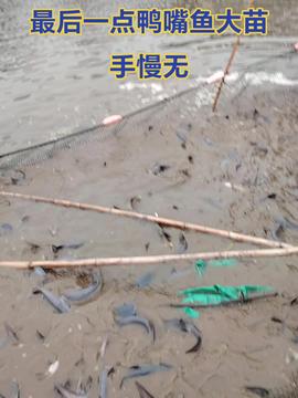 智叟漁業 融合科技創新與生態智慧，引領現代漁業新篇章