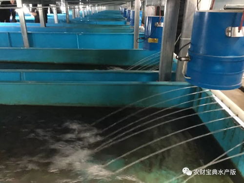 聚焦四川 萬畝鱸魚產業謀轉型，萬噸飼料支撐探新路