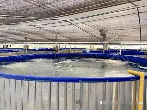 “堆”出生態池塘 一種水體自凈、病害可控的循環養殖新模式