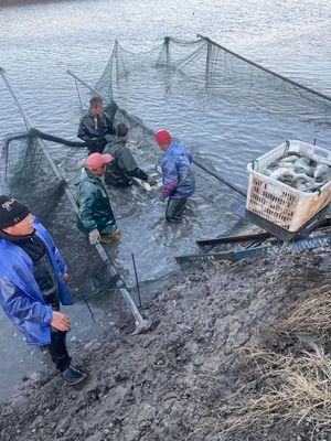 物流受阻、飼料告急、銷路不暢——多地畜牧漁業遭遇疫情沖擊波