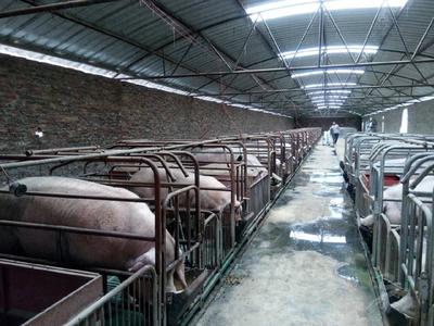 馬關縣 畜牧漁業飼料產業助力鞏固脫貧成效，打造優勢經濟新引擎
